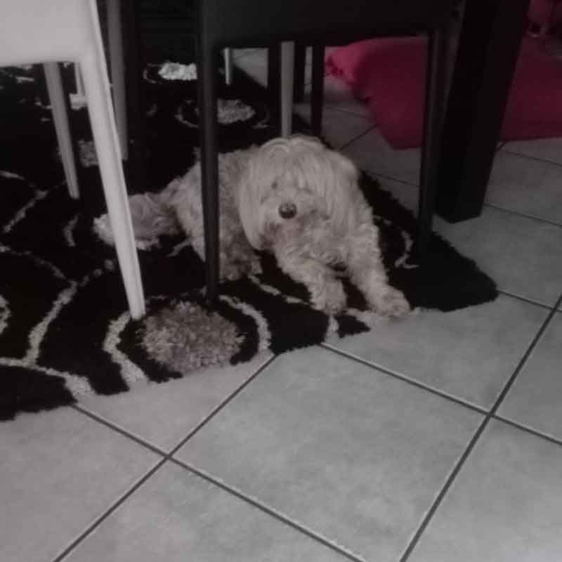  3 year old female Maltese