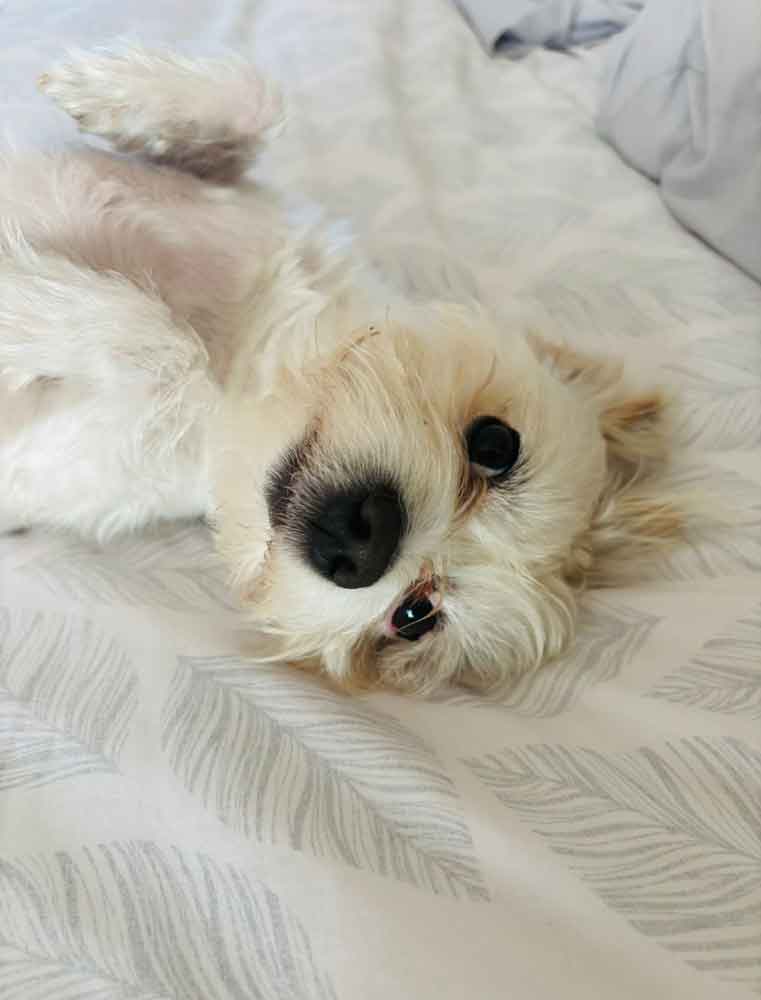 loving small Maltese