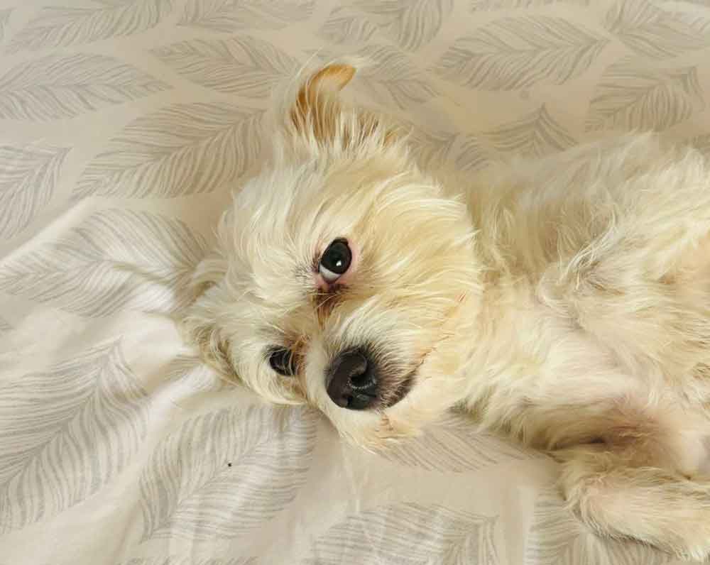 3 year old small male Maltese