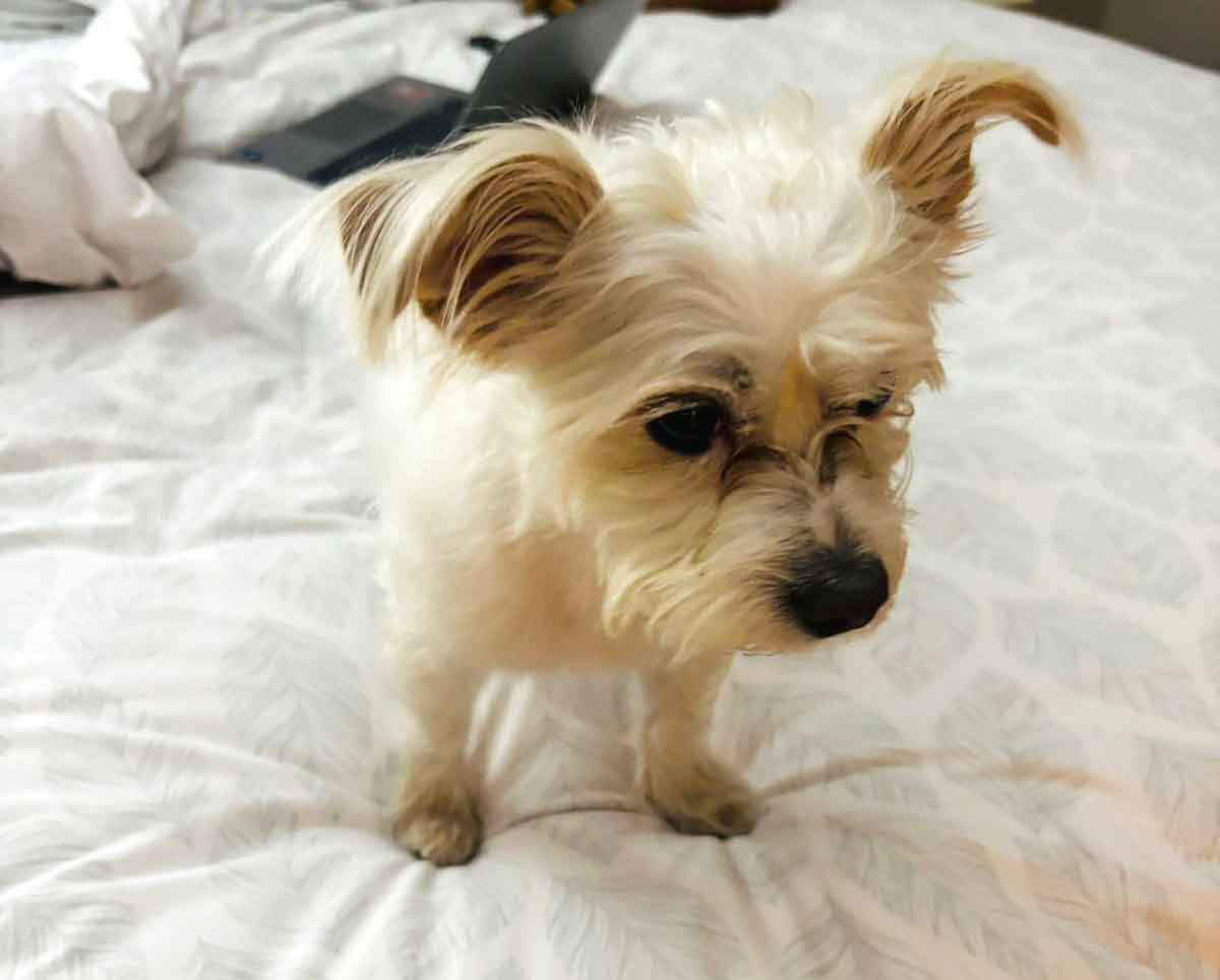 Adopt Ricky Small Male Maltese