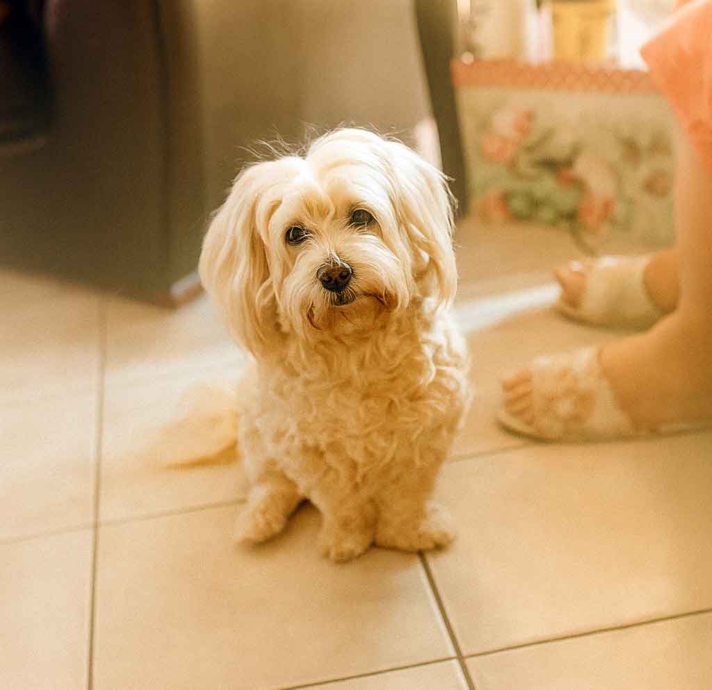 adopt female maltese