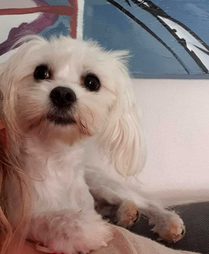 Adopt Energetic Maltese Male Fluffy