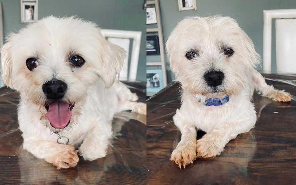 Maltese Siblings Skye and Chase