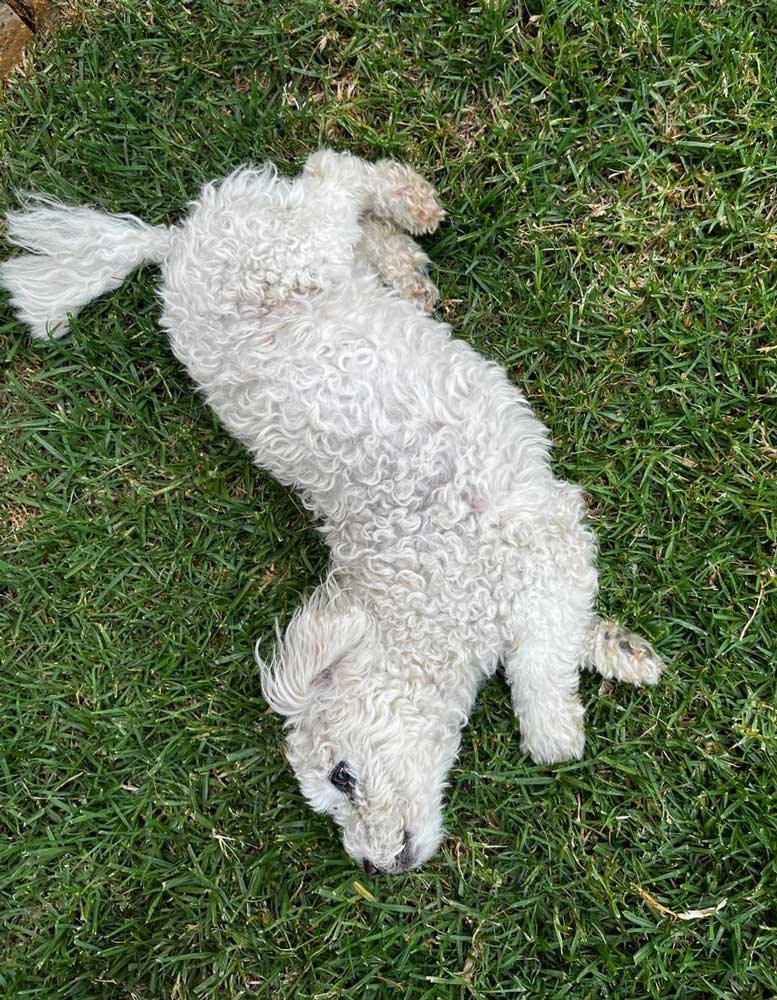 14 year old female Maltese loves walking