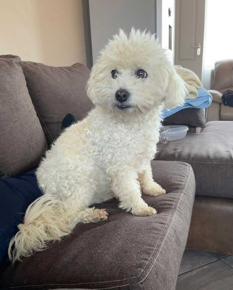 14-year-old senior female Maltese