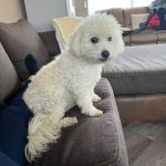 Adopt Cherry Senior Female Maltese