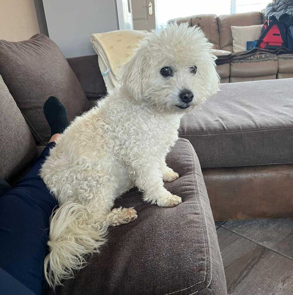 Adopt Cherry Senior Female Maltese