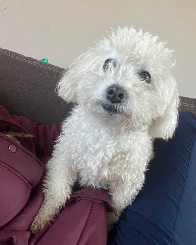 senior female Maltese