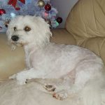 adopt senior male maltese cody