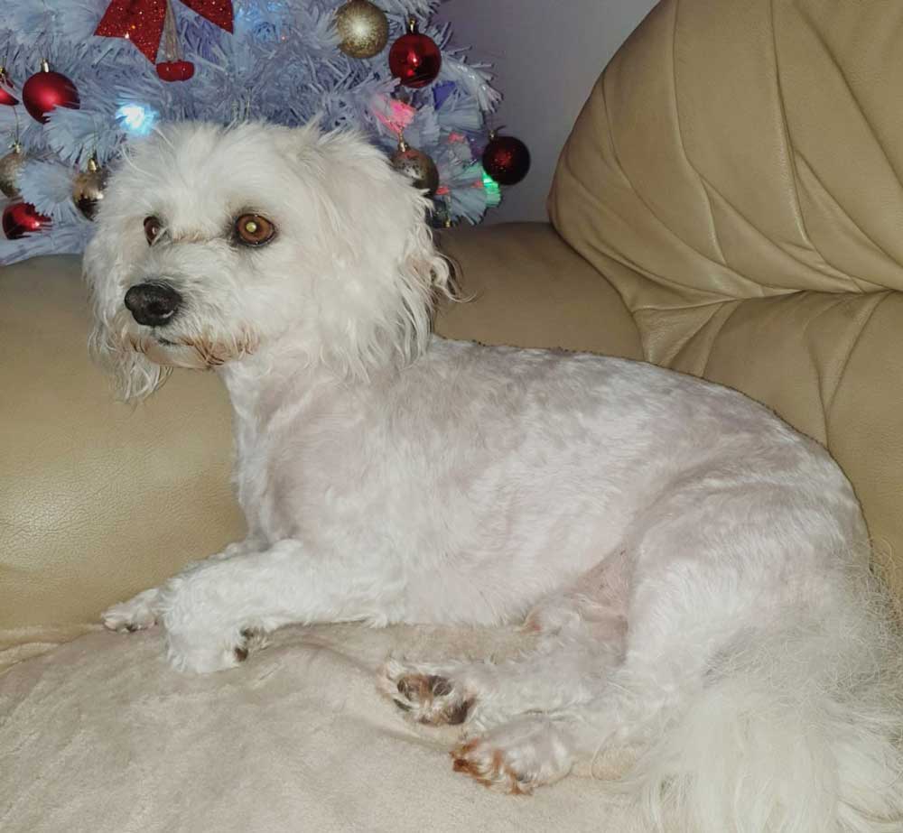 adopt male maltese cody