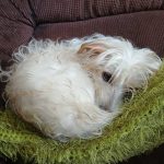 Jessie the female Maltese Cross Jack Russell available for adoption in Boksburg Gauteng