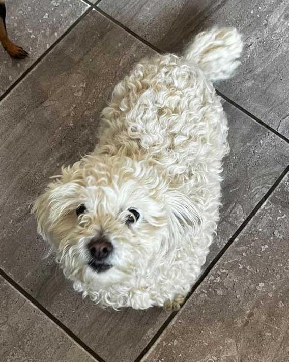 Riley is a 6-year-old female Maltipoo (Maltese–Poodle mix)