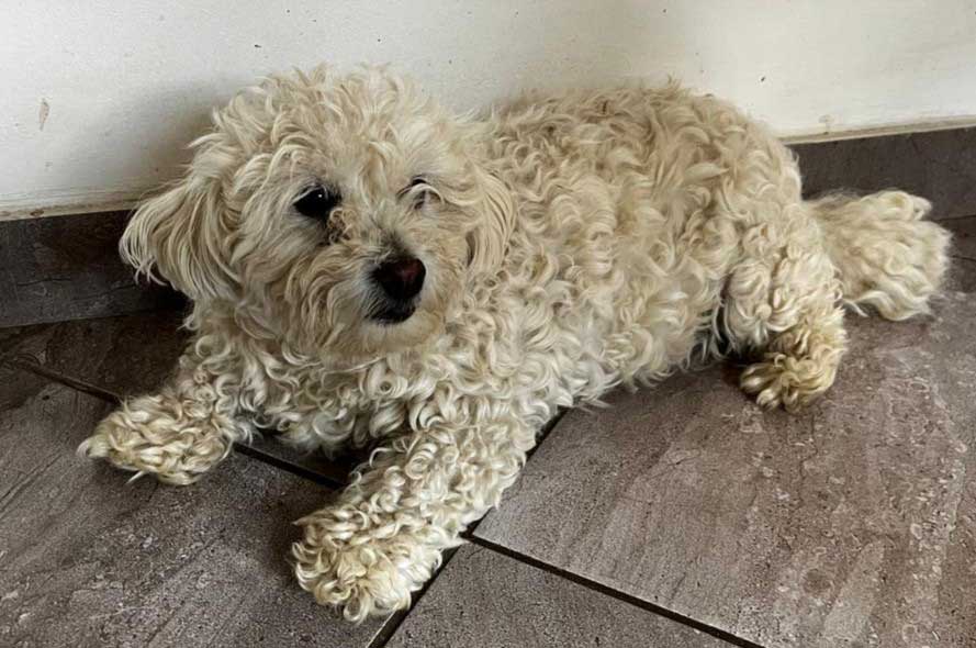 6-year-old female Maltipoo (Maltese–Poodle mix)