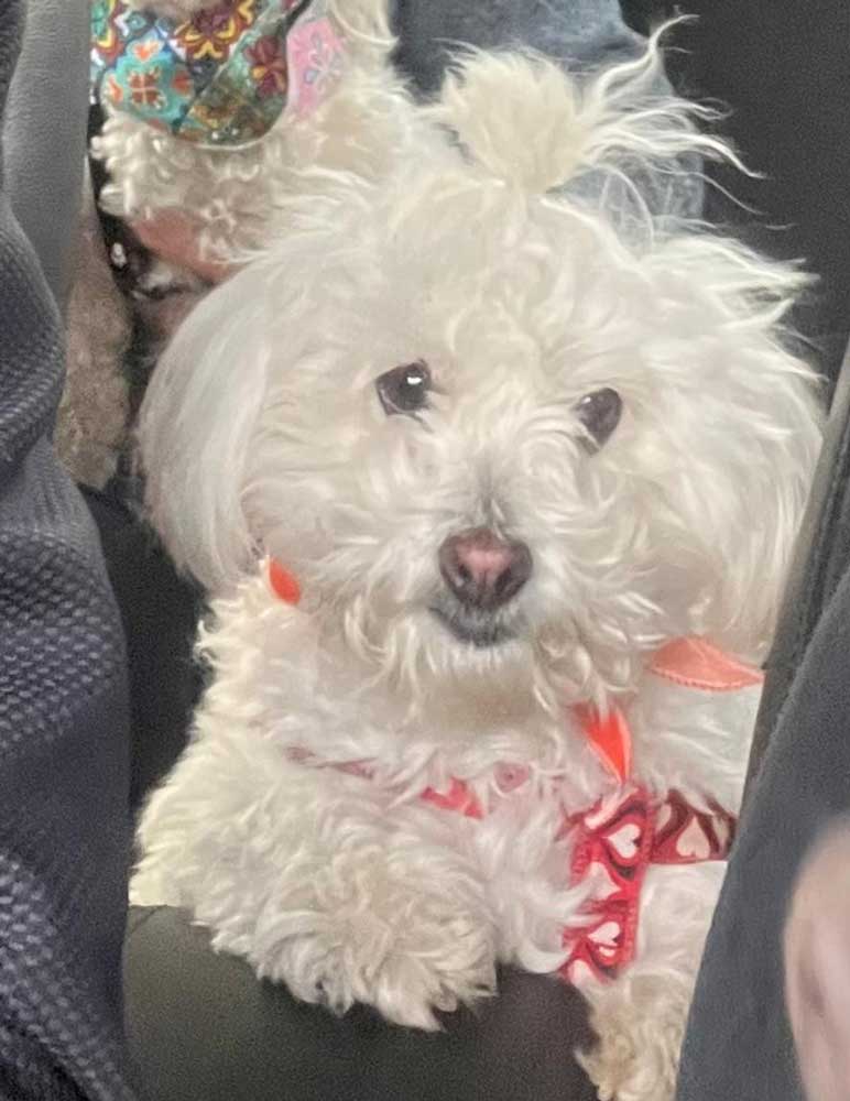 Riley groomed maltese poodle mix