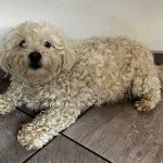 Adopt Riley Female Malitpoo