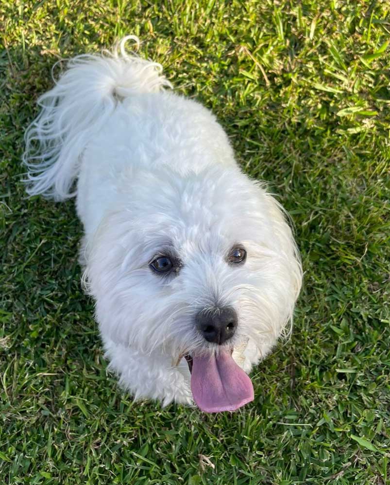 Zeya is a one-year-old Maltipoo (Maltese - Poodle - Cross)