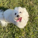 Adopt Young Female Maltipoo Zeya